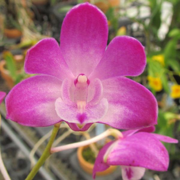 ■特徴丸みのある花弁が美しく、形やバランスに優れたものを選び抜いた個体。キンギアナム系の交配種。■置き場所強い日差しを好まないので年間を通して日よけをしながら風通しの良い場所で管理してください。最低温度10℃■水やり植え込み材料が乾いてきた...