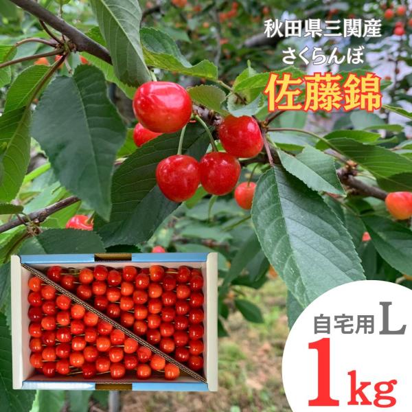 佐藤錦 さくらんぼ L 1kg サクランボ 秋田 湯沢 三関 産 訳あり 農家 直送 家庭用 お中元2026