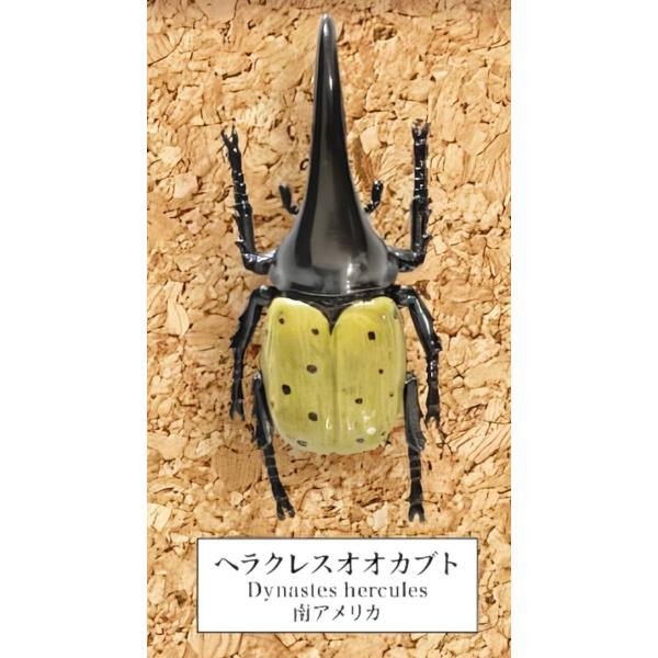 ヘラクレスオオカブト】 甲虫採集標本 ZOOM : トレカショップ