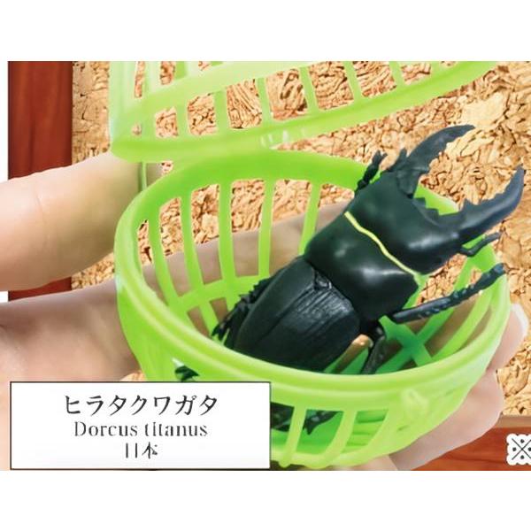 インド ヒラタクワガタ 標本 サキシマヒラタクワガタ 特大♂ 75.8mm 石垣島 - Insect Islands