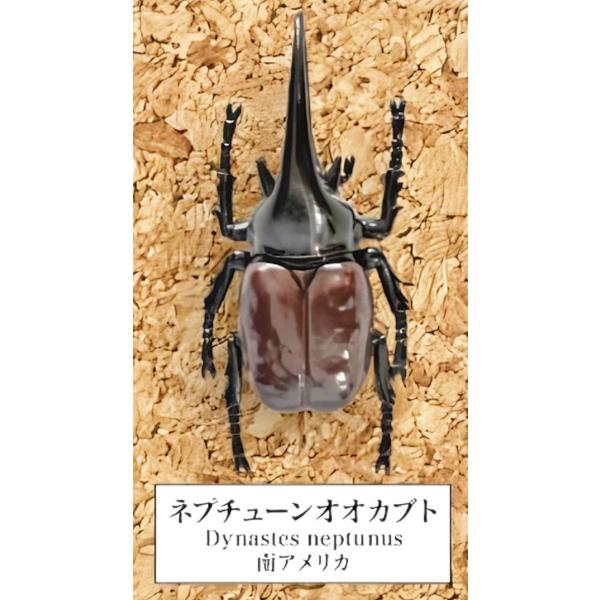 昆虫標本 ネプチューンオオカブトムシ 大特価‼️ネプチューンオオカブト 野外品 標本 - メルカリ