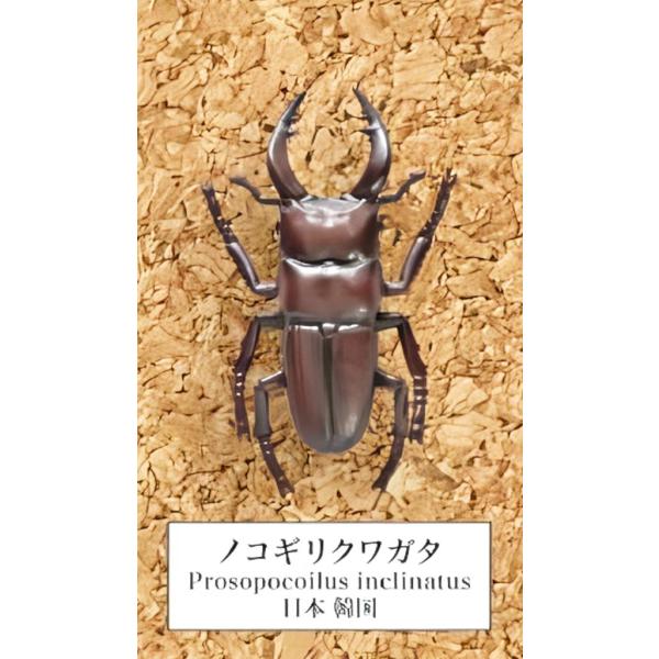 ノコギリクワガタ】 甲虫採集標本 ZOOM : トレカショップ LEAD. - 通販