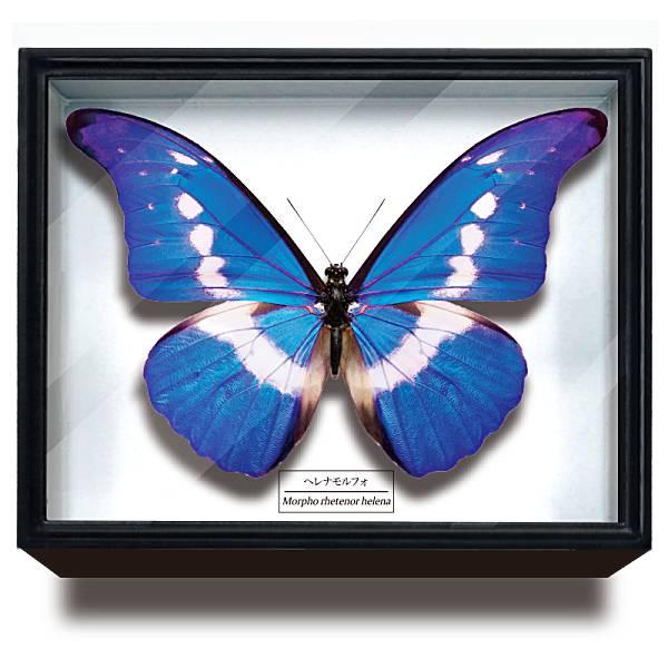 ヘレナモルフォペア！ ヘレナモルフォペア！ 楽天市場】MORPHO / モルフォ [ Helena