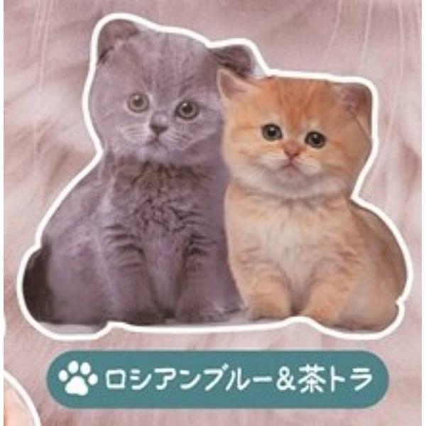 ロシアンブルー&茶トラ】オトナの空気感 猫のいる日日 : トレカ