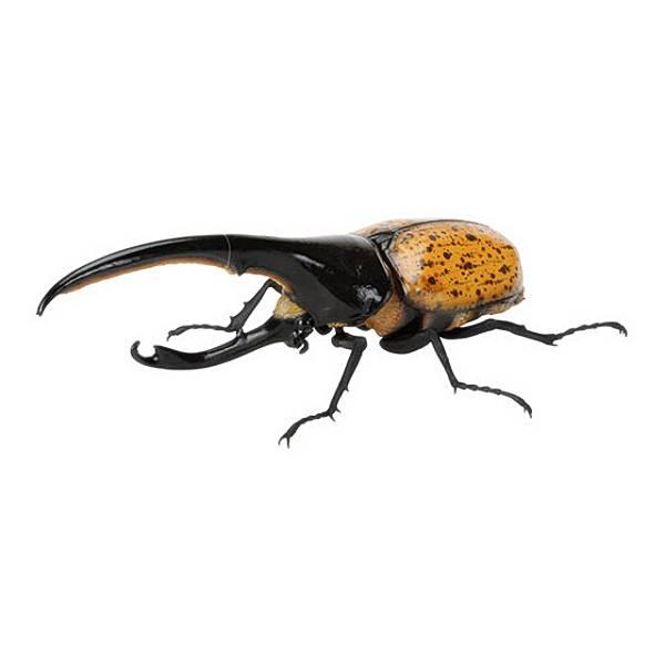 ヘラクレス・リッキー（オレンジ・新色）】いきもの大図鑑 かぶとむし