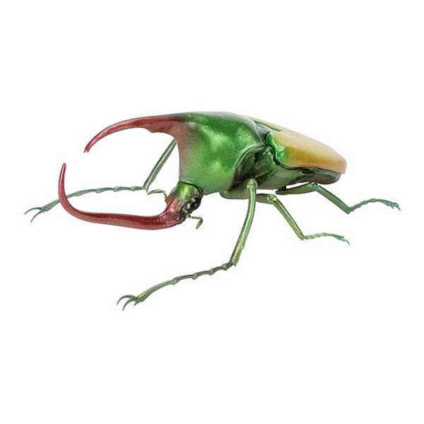 【年代物】カブトムシ、ハナムグリ標本セット 年代物】カブトムシ、ハナムグリ標本セット 年代物】カブトムシ