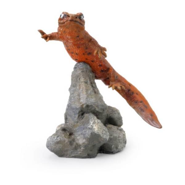 極美品【1点物】アカハライモリ② 8-9cm 50ml 両生類）一点物 アカハライモリ 八丈島産 WC セレクト個体