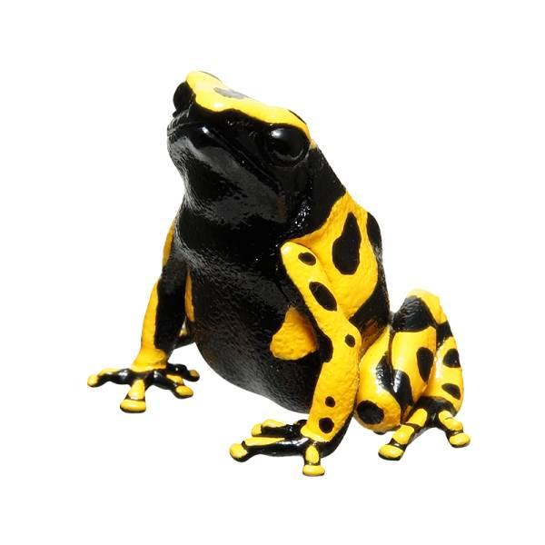 キオビヤドクガエル】 ネイチャーテクニカラーMONO PLUS ヤドクガエル