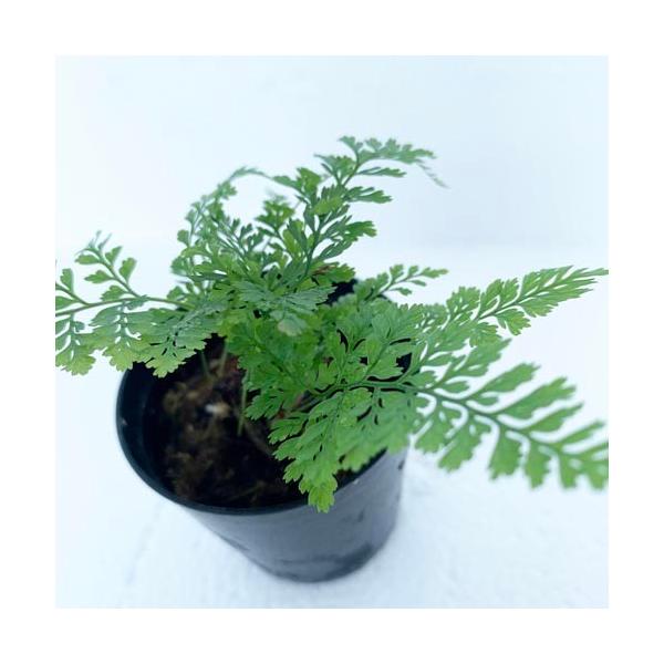 テラリウム パルダリウム 着生植物 シダ植物 コケ玉 コケリウム インテリア トキワシノブ Leafs ヤフー店 通販 Yahoo ショッピング