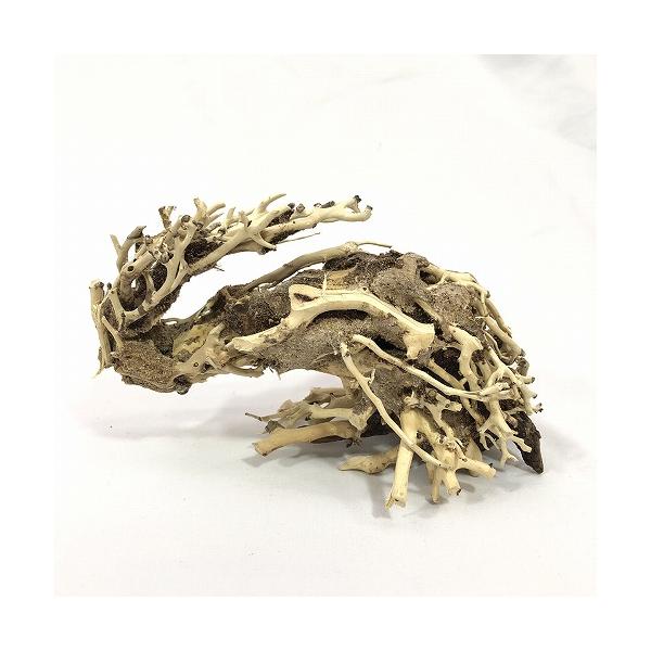 カミハタ 水景BONSAI 昇龍樹 S 盆栽 アクアリウム レイアウト カミハタ 侘び寂び