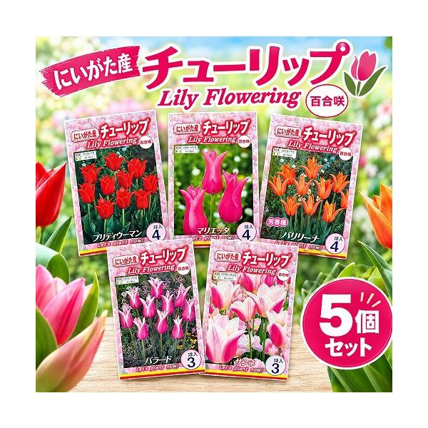 球根　チューリップ百合咲き【5袋セット】　秋・冬植え ガーデニング 花壇 品種おまかせ 福袋