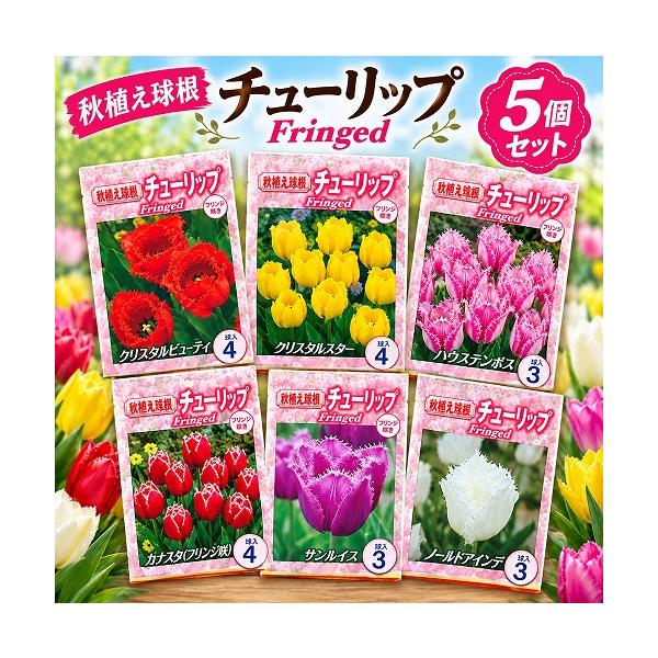 球根　チューリップフリンジ咲き【5袋セット】　秋・冬植え ガーデニング 花壇 品種おまかせ 福袋