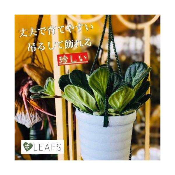 観葉植物 インテリア 室内園芸 レア マニア向け プリムリナ リトルドラゴン ３号吊り鉢 Leafs ヤフー店 通販 Yahoo ショッピング