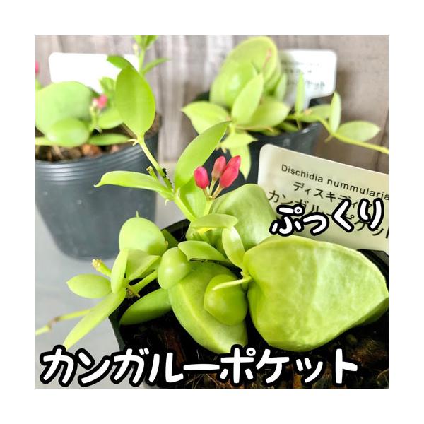※現在、株の色素薄めです。■タグディスキディア ペクテノイデス フクロカズラ ミリオンハート アリ植物 観葉植物 多肉植物 花苗 花鉢 着生植物 多年草 耐乾性　乾燥に強い 育てる 育つ 壁掛け 室内園芸 インテリアグリーン インドアグリー...