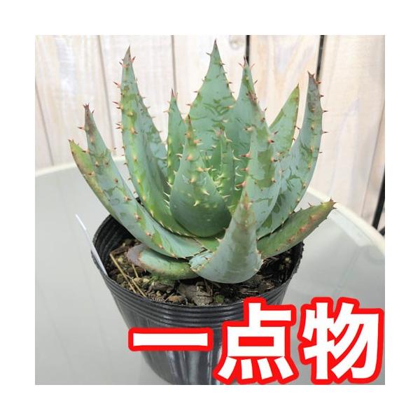 多肉植物 素材 レア 可愛い マニア アロエ ペグレラエ A ４号 Leafs ヤフー店 通販 Yahoo ショッピング