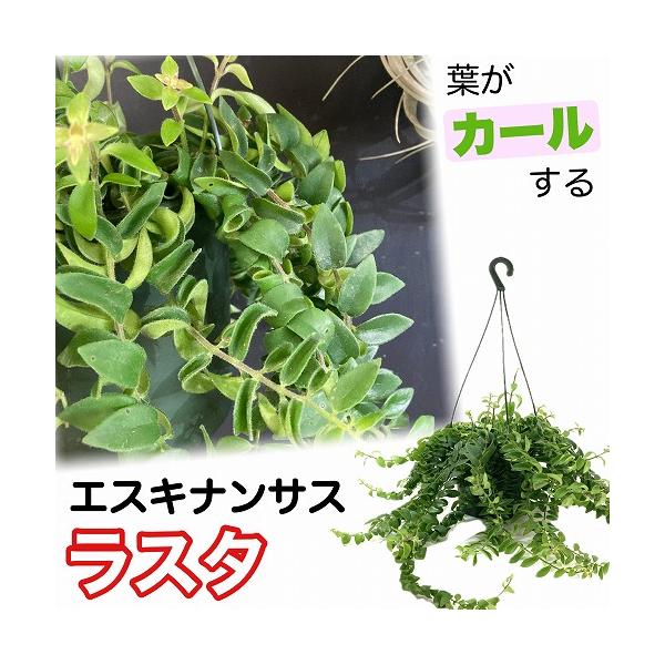 観葉植物 吊り下げ エスキナンサス ラスタ 5号底面給水吊り鉢