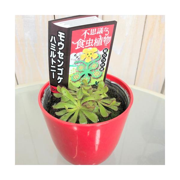 食虫植物 不思議 面白い 自由課題研究 チャレンジ モウセンゴケ ドロセラ ハミルトニー ３号 Leafs ヤフー店 通販 Yahoo ショッピング