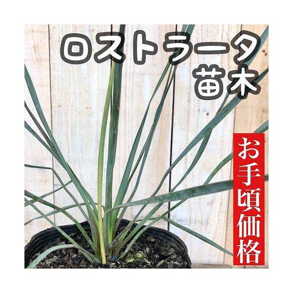 訳あり特価】庭木 ユッカ ロストラータ 苗木 5号 造園 庭造り 花壇