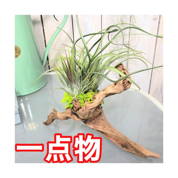 観葉植物 インテリア エアプランツ 寄植え ドライガーデン チランジア 流木 寄植え D Leafs ヤフー店 通販 Yahoo ショッピング