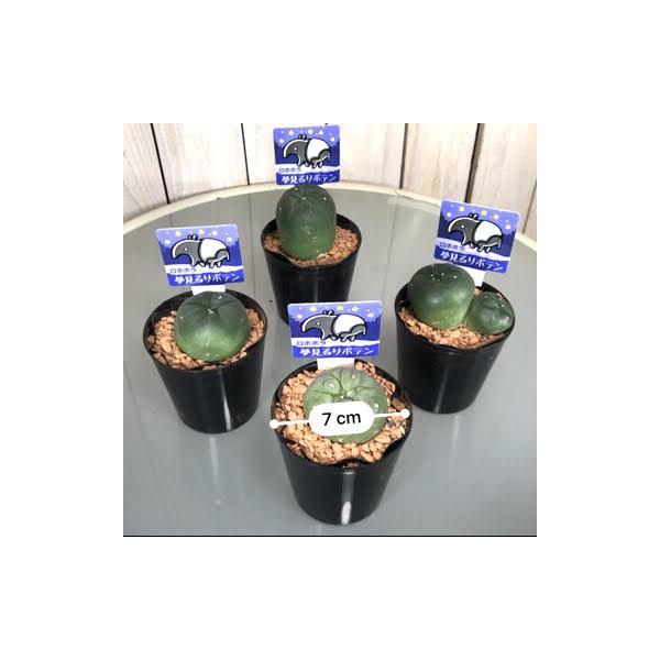 サボテン 多肉植物 インテリア 乾燥に強い カワイイ ロフォフォラ 烏羽玉 ２ ５号 Buyee Buyee Japanese Proxy Service Buy From Japan Bot Online