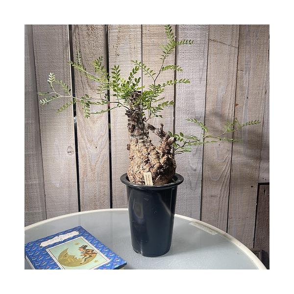 塊根植物 オペルクリカリア パキプス 4.5号ロング黒鉢(現品 塊根植物 オペルクリカリア パキプス 4.5号ロング黒鉢(現品