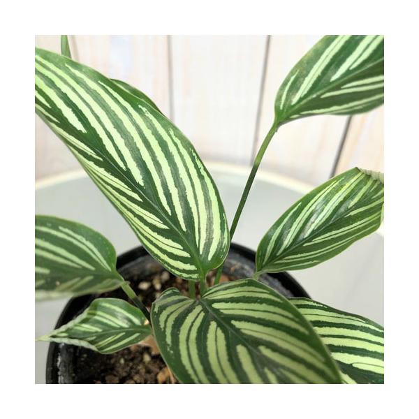 観葉植物　カラテア ビッタタ 4号鉢(個体おまかせ1鉢)　インテリアグリーン 室内園芸 おしゃれ 可愛い かわいい