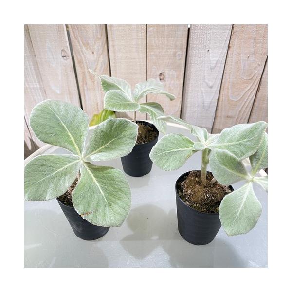 南ブラジル原産のイワタバコ科の塊茎植物です。断崖の女王という和名がついており、原生地では崖などの絶壁にへばりつくように自生することからとされています。塊茎上になっておりそこに水分を蓄えておりますので乾燥には耐えやすいです。葉はビロード状に毛...