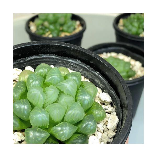 ■タグハウォルチア ハオルシア オブツゥーサ クリスタルプランツ クリスタルプラント 雫石 観葉植物 多肉植物 お花 花苗 多年草 ビザールプランツ 山野草 耐乾性 乾燥に強い 初心者 育てやすい 育てる 育つ 強健 強い インテリアグリー...