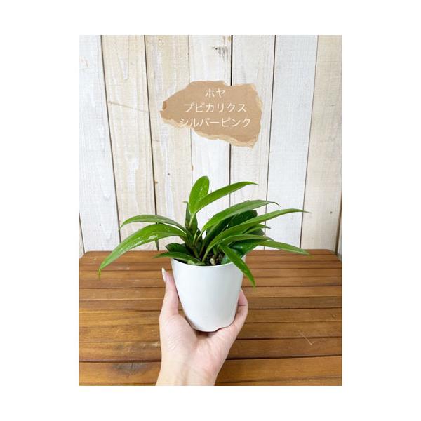 吊るす ハンギング インテリアグリーン 観葉植物 カッコイイ ホヤ プビカリクス ３ ５号 Leafs ヤフー店 通販 Yahoo ショッピング