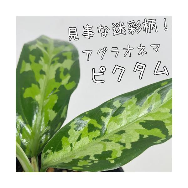アグラオネマ ピクタム トリコロールエウレカ 3号ポット(個体おまかせ1鉢)　観葉植物 テラリウム パルダリウム トリカラー インテリア カッコイイ