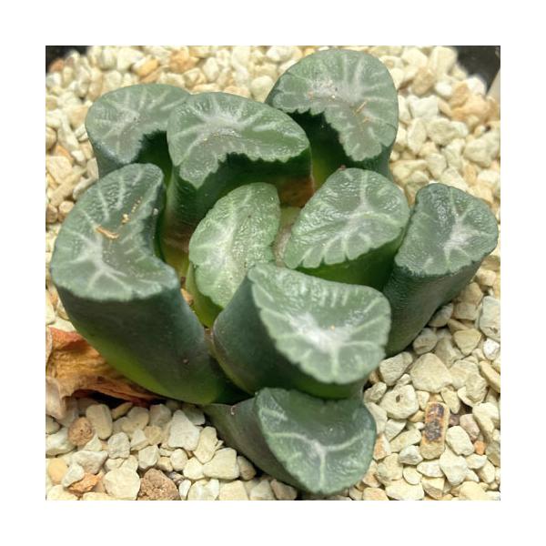 安いハオルチア 万象の通販商品を比較 ショッピング情報のオークファン