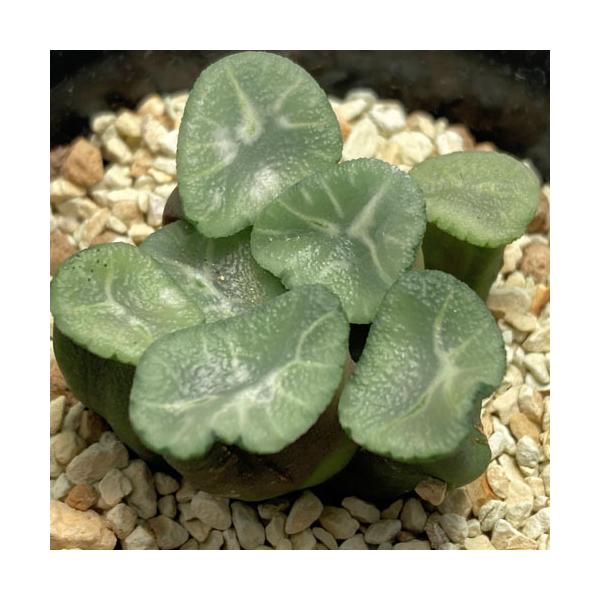 安いハオルチア 万象の通販商品を比較 ショッピング情報のオークファン