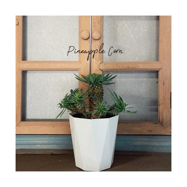 ※現在　株と葉のボリュームが少なめです。■タグEuphorbia 'Sotetsukirin' ユーホルビア ユーフォルビア ソテツキリン 観葉植物 多肉植物 花苗 宿根草 多年草 ビザールプランツ 珍奇植物 球根植物 室内園芸 インテリア...