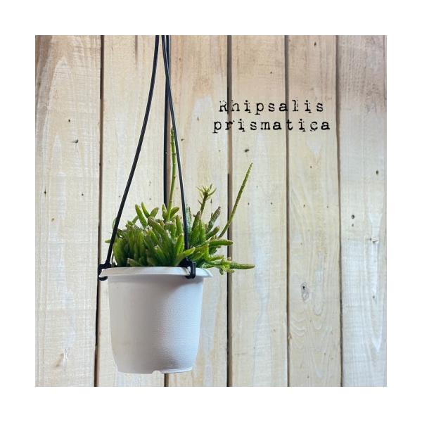 リプサリス属は棘はありませんが棘座があるのでボテン科の植物です。南アメリカなどを中心に約６０種ほどあると言われています。熱帯雨林の樹木に垂れ下がる着生植物で、少ない水分でも生き抜くための貯水機能を持ってます。木影で育つほど耐陰性がありますの...