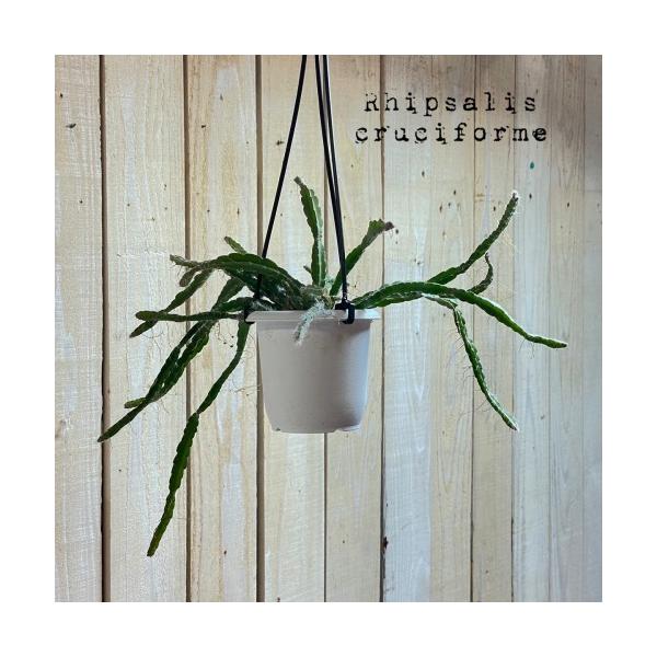 リプサリス属は棘はありませんが棘座があるのでボテン科の植物です。南アメリカなどを中心に約６０種ほどあると言われています。熱帯雨林の樹木に垂れ下がる着生植物で、少ない水分でも生き抜くための貯水機能を持ってます。木影で育つほど耐陰性がありますの...