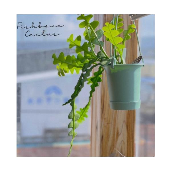 フィッシュボーンカクタス(エピフィルム アングリガー) 3.5号ロング吊り鉢　 観葉植物 吊り下げ 吊るす インテリア 育てやすい オシャレ 育てやすい 初心者