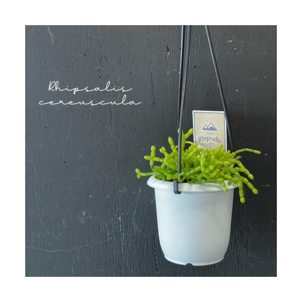 ■タグrhipsalis cereuscula 観葉植物 多肉植物 花苗 花鉢 多年草 着生植物 寄生植物 強健 耐陰性 日陰で 強い 育つ 育てる 室内園芸 インテリアプランツ インテリアグリーン インドアグリーン テラリウム   ガーデ...
