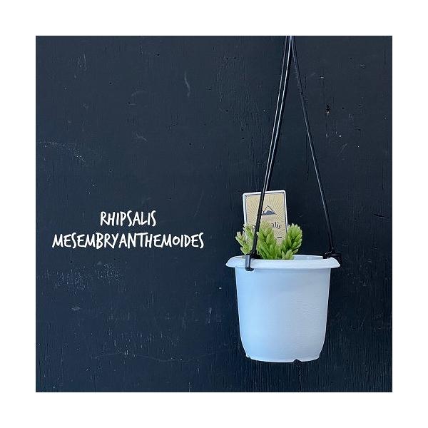 リプサリス属は棘はありませんが棘座があるのでボテン科の植物です。南アメリカなどを中心に約６０種ほどあると言われています。熱帯雨林の樹木に垂れ下がる着生植物で、少ない水分でも生き抜くための貯水機能を持ってます。木影で育つほど耐陰性がありますの...