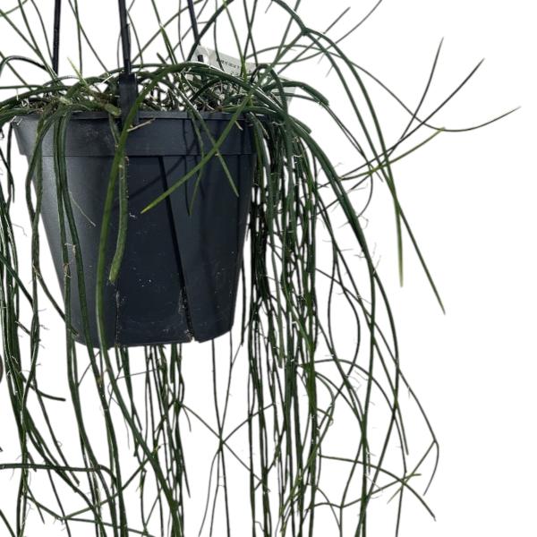 傷みあり】リプサリス ハイデルベルグ 5号吊り鉢 rhipsalis ハンギング