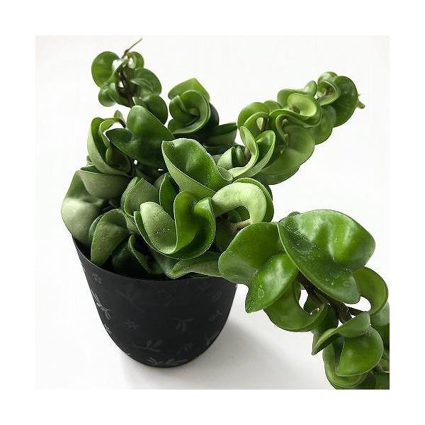 ■タグホヤ・コンパクタ・hoya・compacta・観葉植物 多肉植物 インテリアプランツ インテリアグリーン インドアグリーン 耐乾性 乾燥 暑さ に強い 育つ 育てる 育てやすい 初心者 室内園芸 園芸 ガーデニング ベランダシェード ...