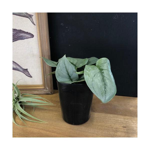 観葉植物 スキンダプサス プラチナム 3号ロングポット scindapsus
