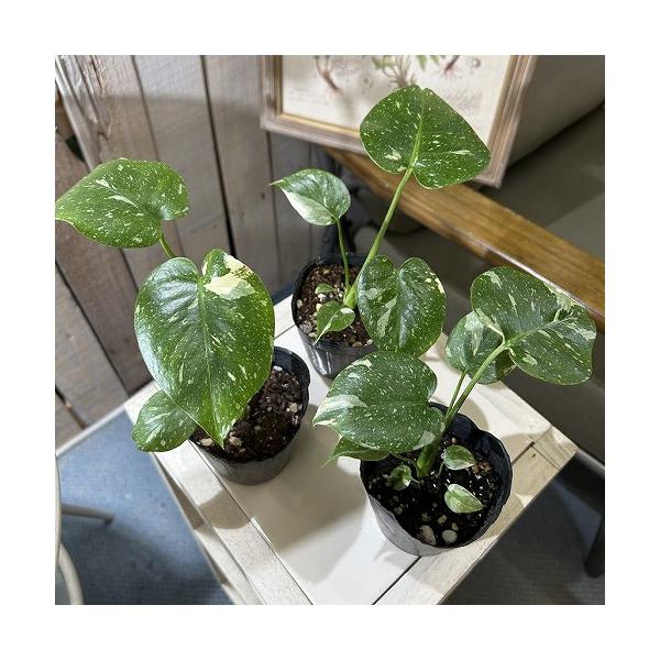 現品⑤⑥モンステラ タイコンステレーション　観葉植物　斑入り　斑入り葉 斑入りモンステラ タイコンステレーション 極斑タイプ | GREEN LUCK