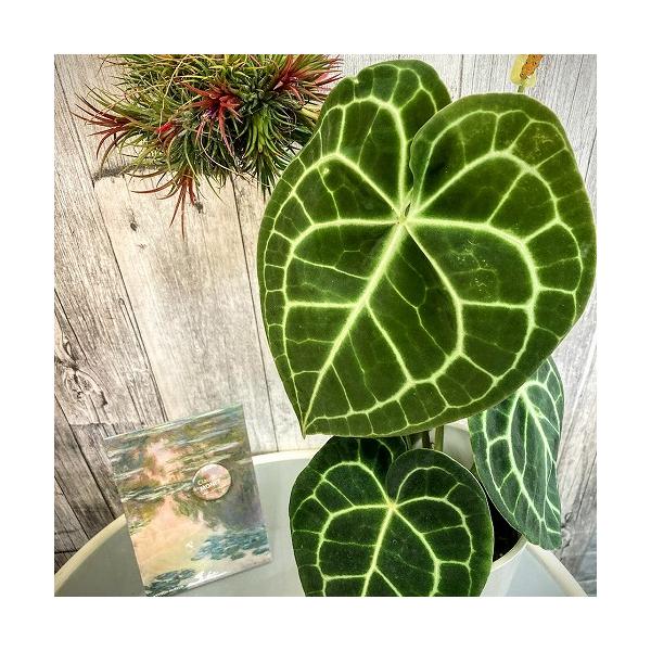 ✳︎希少品種 アンスリウム クラリネルビウム✳︎