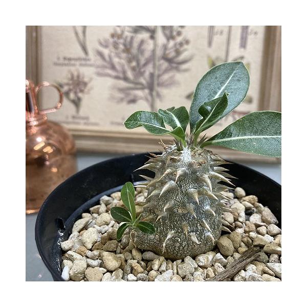 訳あり特価】パキポディウム 恵比寿大黒(個体おまかせ1鉢) 3.5号 塊根