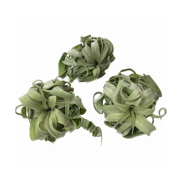 ■タグ観葉植物 多肉植物 インテリアプランツ インテリアグリーン インドアグリーン 耐乾性 乾燥 暑さ に強い 育つ 育てる 育てやすい 初心者 室内園芸 園芸 ガーデニング ベランダシェード 新生活 リビング デスク オフィス 事務所 台...