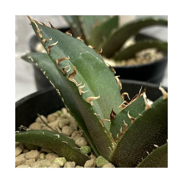 ■タグAgave titanota hakugei 観葉植物 多肉植物 インテリアプランツ インテリアグリーン インドアグリーン 耐乾性 乾燥 暑さ に強い 育つ 育てる 育てやすい 初心者 室内園芸 園芸 ガーデニング ベランダシェード ...