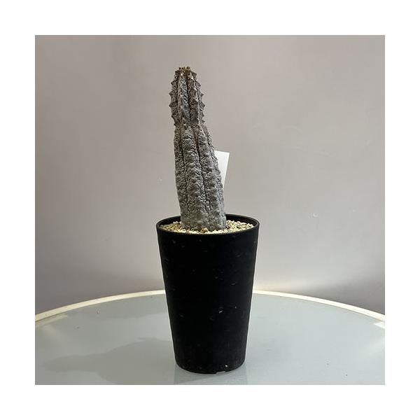 ［激レア］ユーフォルビア カッティマンドウ 多肉植物 ユーフォルビア アブデルクリ 3.5号 個体B レア 珍しい 希少