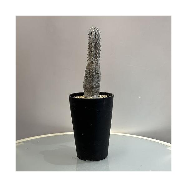 ［激レア］ユーフォルビア カッティマンドウ 多肉植物 ユーフォルビア アブデルクリ 3.5号 個体C レア 珍しい 希少