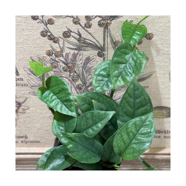 ※こちらの商品は多少の傷み等を含むアウトレット商品です。ご了承の上、購入をお願いします。セール価格 1200円→980円 2025年Winterセール