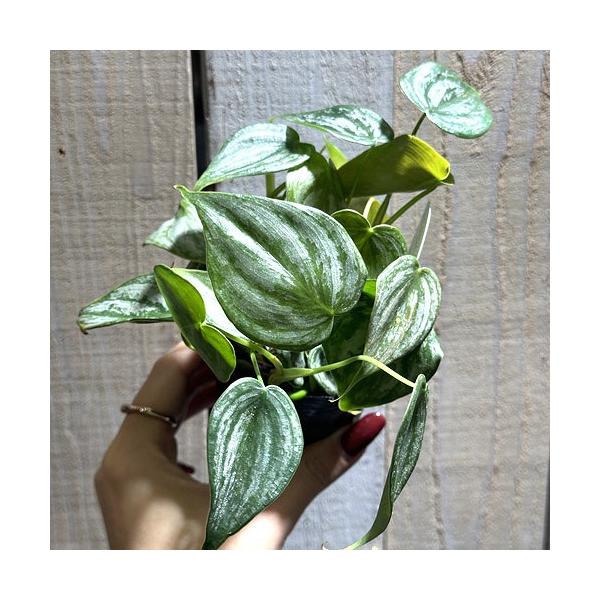 観葉植物　フィロデンドロン ブランティアナム (シロガネカズラ) 2.5号 ポット　レア 珍しい 希少種 インテリア おしゃれ 育てやすい